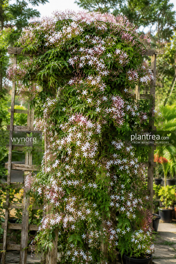 pink jasmine (jasminum polyanthum) fragrant climbing plant