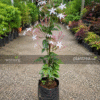 pink jasmine (jasminum polyanthum) fragrant climbing plant