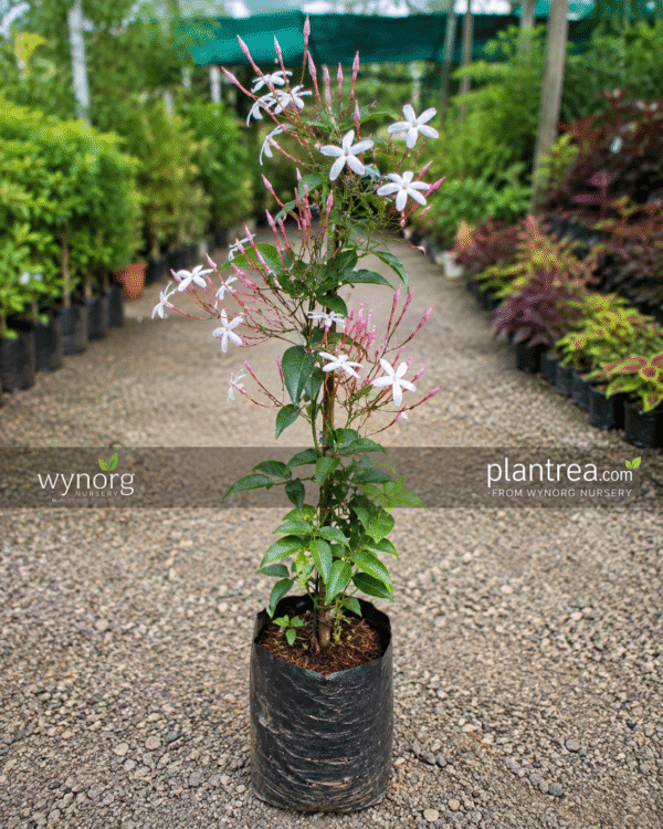 pink jasmine (jasminum polyanthum) fragrant climbing plant