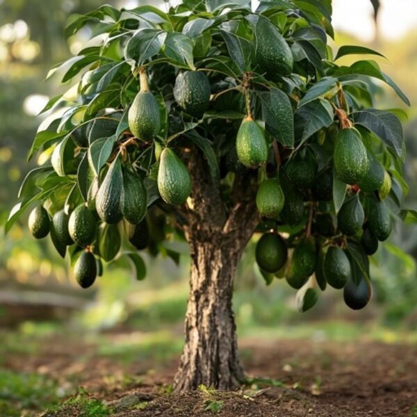 Hass Avocado