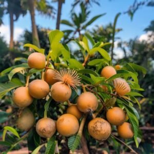 botanical photography of four season longan four season longan visual appearance small round tan