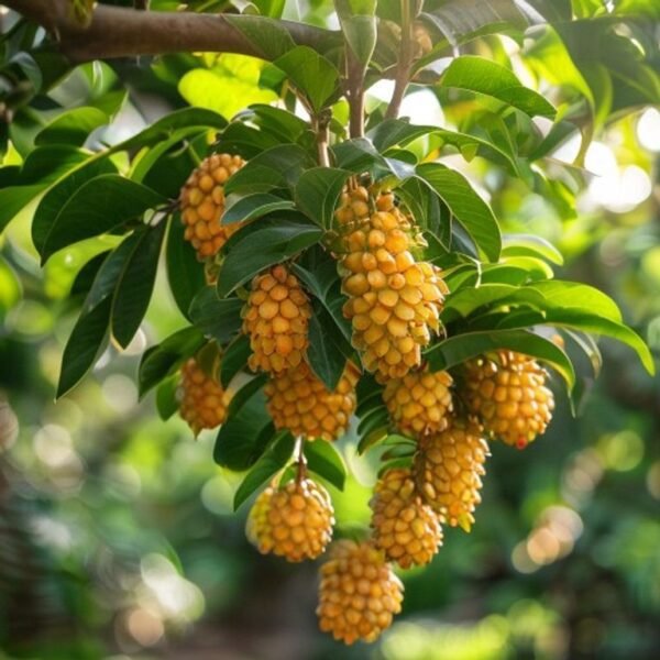 Four Season Longan