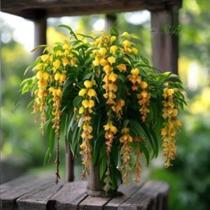 Lady Shoe Plant Yellow