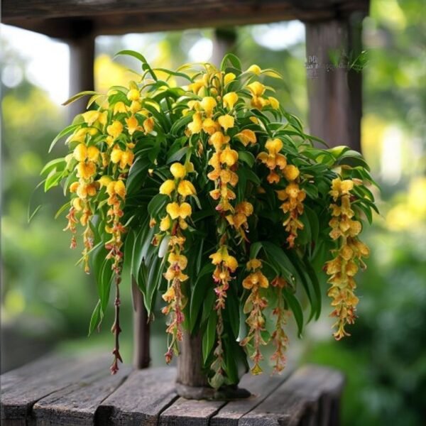 Lady Shoe Plant Yellow
