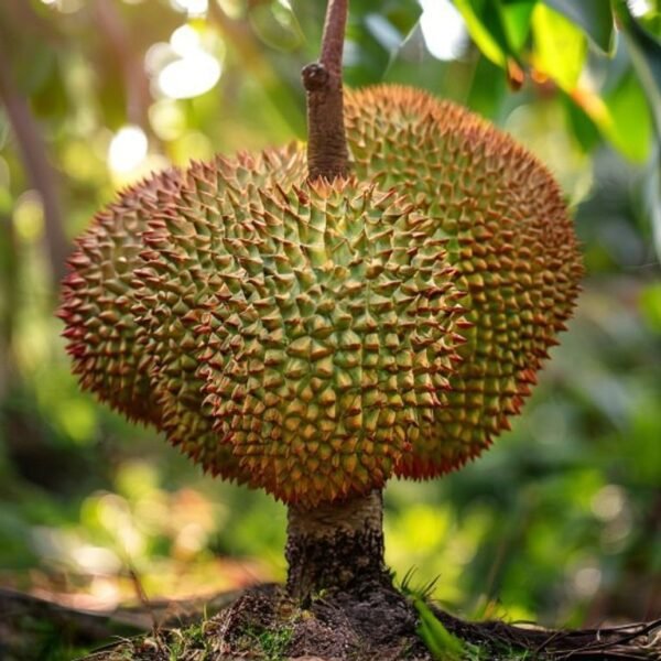 Durian – Red Prawn (bud plant)