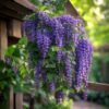 Petrea Purple Wreath Vine