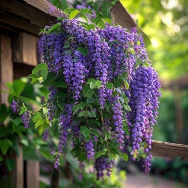 Petrea Purple Wreath Vine