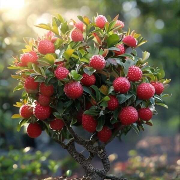 Red Diamond Guava