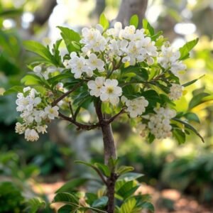 White jaboticaba