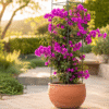 bougainvillea glabra – vibrant outdoor flowering climber