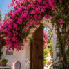 bougainvillea glabra – vibrant outdoor flowering climber