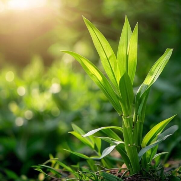 Lemon Grass