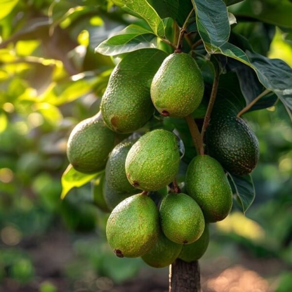 034 Avocado