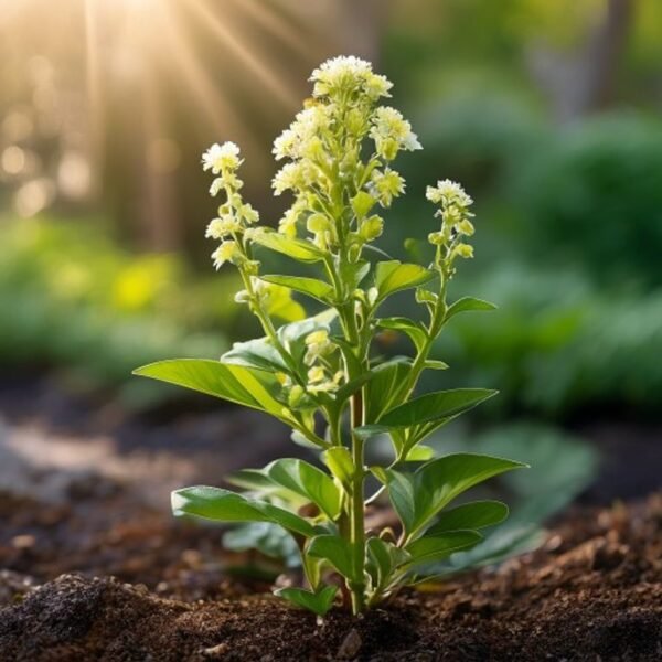 Ashwagandha