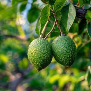 botanical photography of black diamond guava black diamond guava visual appearance round green y