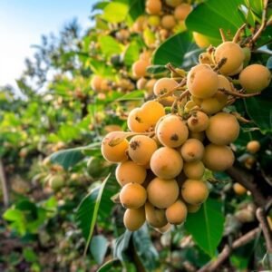 botanical photography of katheki longan visual appearance small round tan brown longan fruits in d