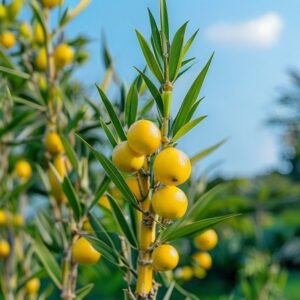 botanical photography of lemon grass cymbopogon citratus visual appearance bright yellow oval le