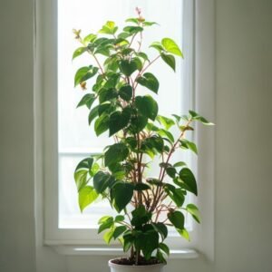 botanical photography of money plant epipremnum aureum visual appearance money plant tropical pl