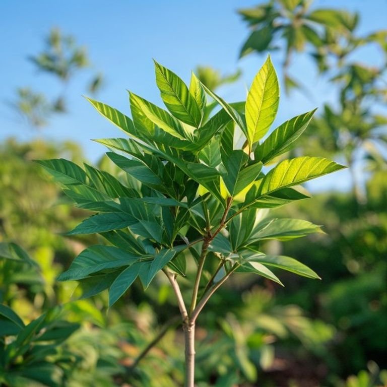 botanical photography of neem azadirachta indica visual appearance pinnate compound leaves with