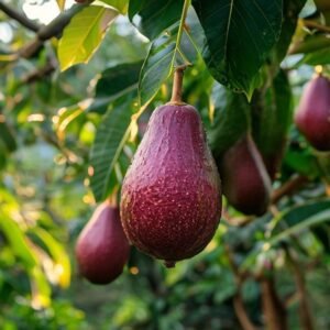 botanical photography of pinkerton avocado visual appearance dark green pear shaped avocado fruits