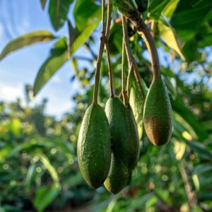 botanical photography of reed avocado visual appearance dark green pear shaped avocado fruits hang