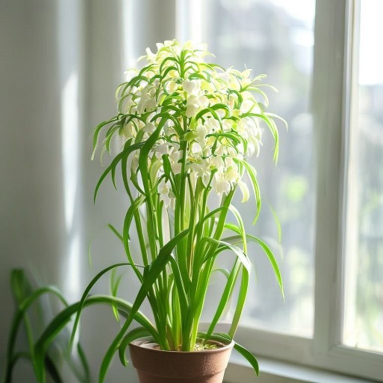 botanical photography of spider plant chlorophytum comosum visual appearance spider plant tropic