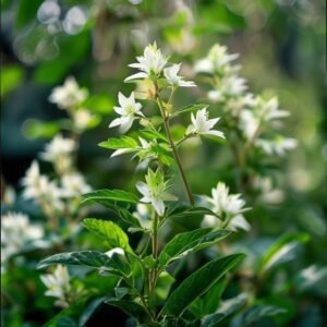 botanical photography of stevia stevia rebaudiana visual appearance stevia tropical plant with p