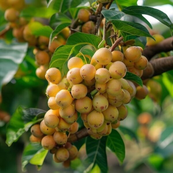 Katheki longan