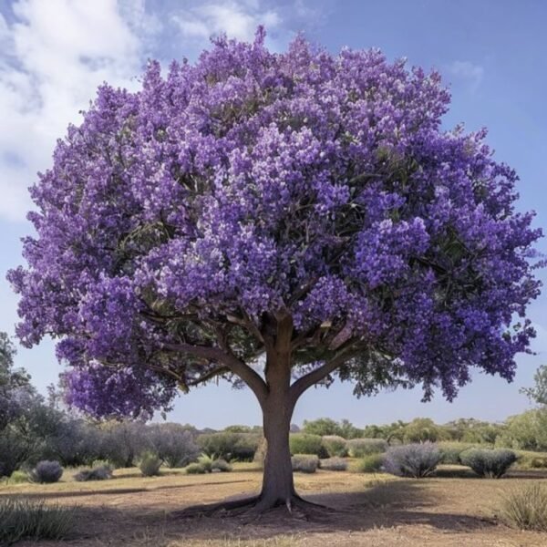 Jacaranda