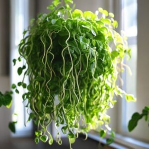Pothos (Neon)