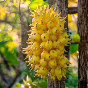 Israel yellow dragonfruit