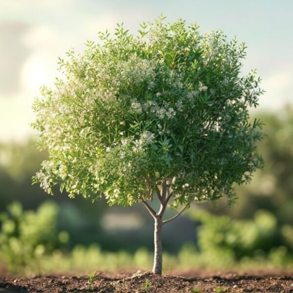 Moringa