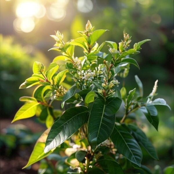 Curry Leaf