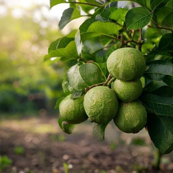 Seedfree Guava (Layer)