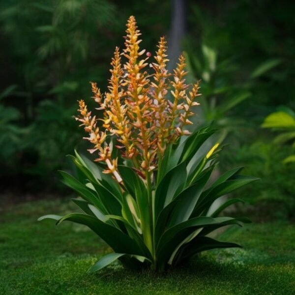please provide the botanicalname flowercolor growthhabit plantheight indooroutdoor and flo 1.jpg