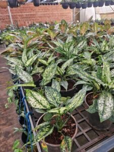 Aglaonema 'Snow White'