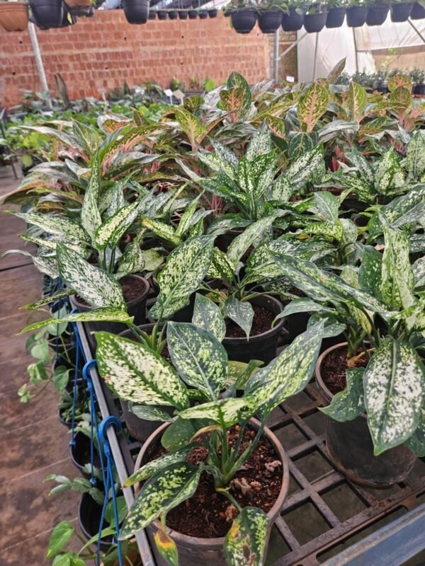 Aglaonema 'Snow White' Aglaonema 'Snow White'