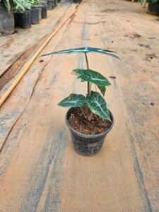 Alocasia Amazonica