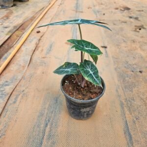Alocasia Amazonica