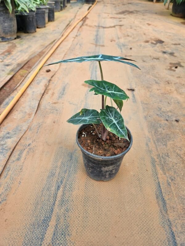 Alocasia Amazonica
