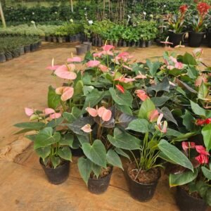 anthurium