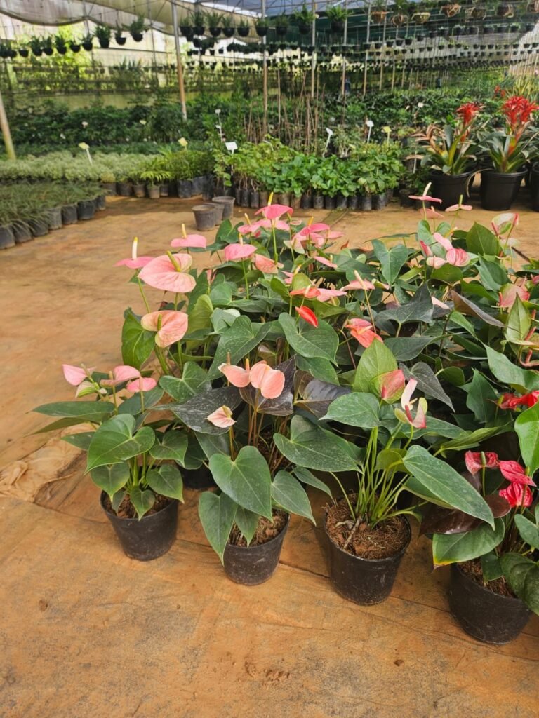 Anthurium anthurium