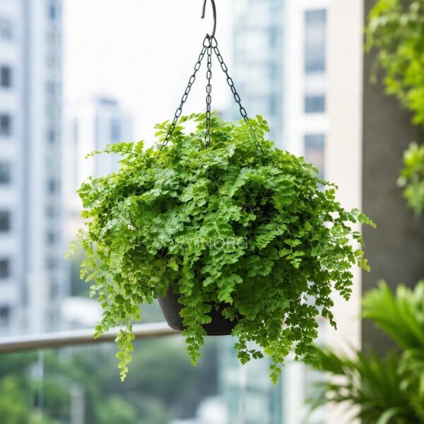 Button Fern