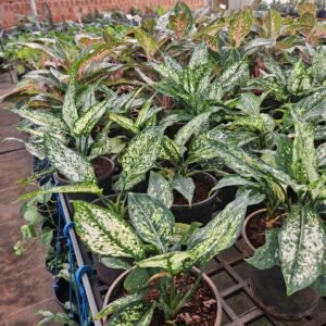 button fern 6