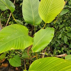 Calathea Lutea
