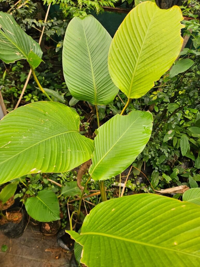 calathea lutea