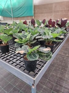 Calathea (Prayer Plant)