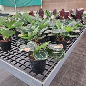 Calathea (Prayer Plant)