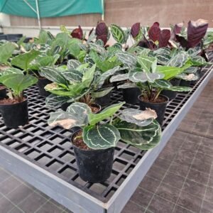 calathea prayer plant