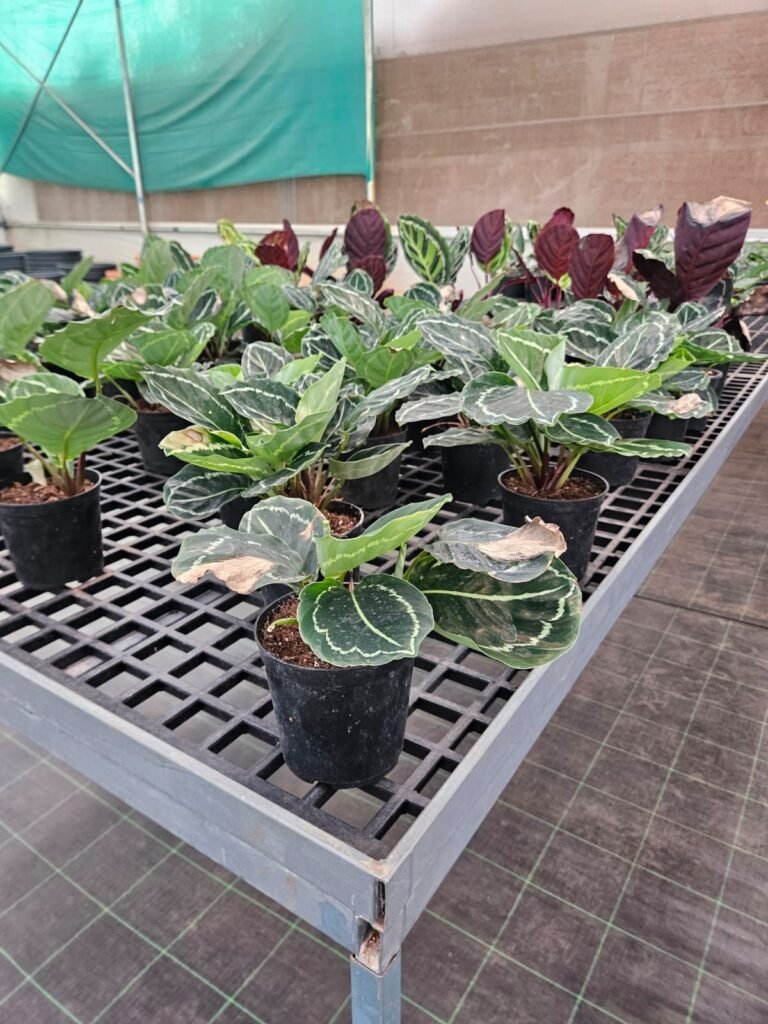 calathea prayer plant